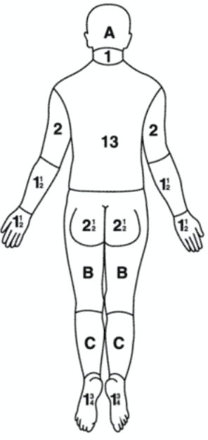 인체 후면 다이어그램