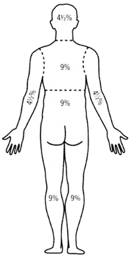 인체 후면 다이어그램